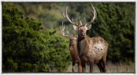 The elk in southwest Oklahoma are the offspring of the Wichita Mountains Refuge herd, which numbers 1,000. 