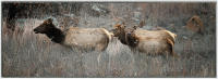 Seeing an elk is still a rare site in Oklahoma. 