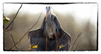 Great blue heron.