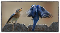 Blue bird feeding chick.