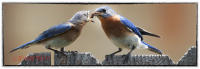 Blue bird feeding chick.