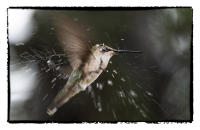 A rain drop explodes on a hummingbird as it flies through a rainstorm. 