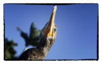 Anhinga searching the waters for food.