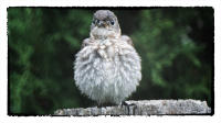 Blue bird fledging. 