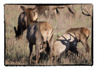 1911 five Rocky Mountain elk were moved there. In 1912 15 additional elk were moved there. 