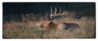 In 1901, land was set aside which became the refuge and seven years later elk were reintroduced to Oklahoma. 